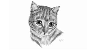 60min Animal Pencil Sketching - Tabby Cat