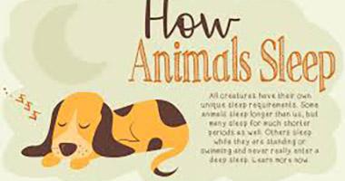 How Much Do Animals Sleep?